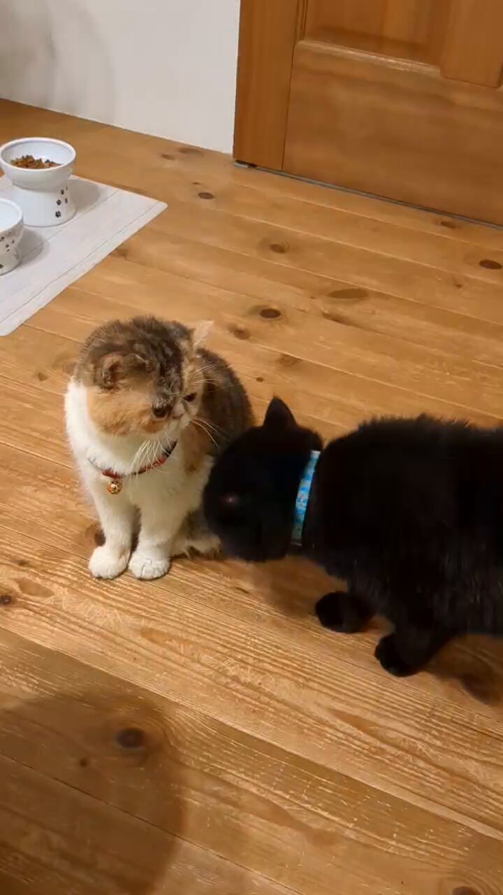 三毛猫様♡ありがとうございます♡ 毎日見ててもやっぱり三毛柄が綺麗だなぁと感じています☺️ #猫