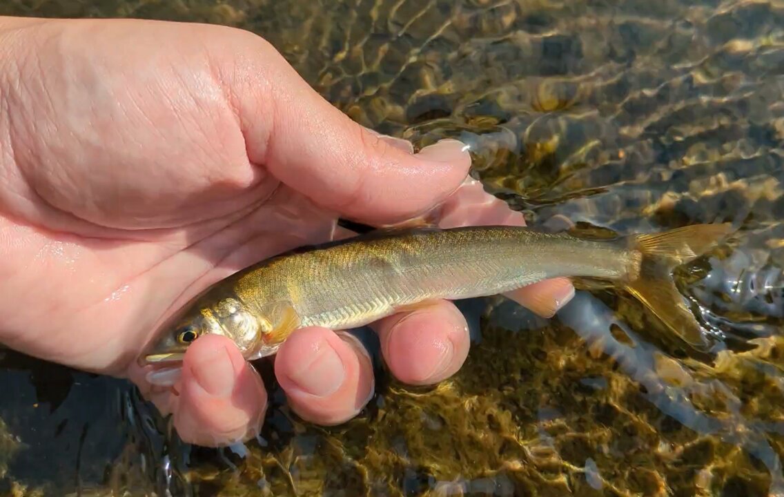 Sugiura【登山・鉱物・魚】 (@b0e36ab4f861483) / X