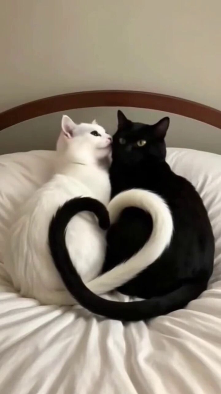 猫Love Carolines Treasures CK5776DS812 Oriental Bicolor Cat Love