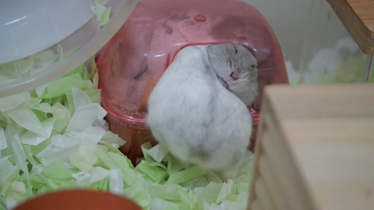リピーター☘️ハムやん様20:20 Amazon | マルカン RH-201 ほっとハム暖ドームヒーター