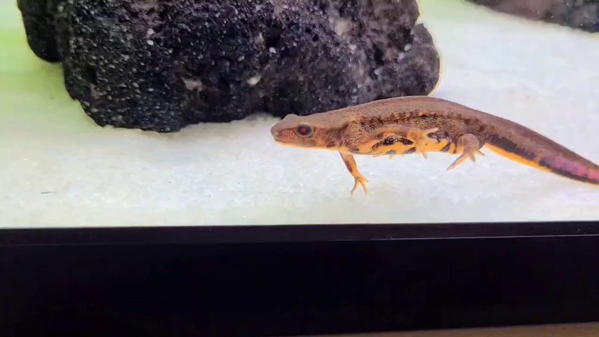 イモリウム　兄貴 ダイニングテーブル水槽兄弟🌿✨ 左から、 イモリウム🦎1歳2ヶ月