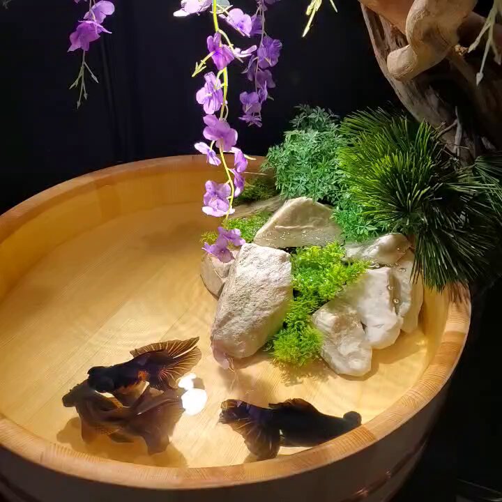 錦鯉・金魚アクアリウム - البحث / X