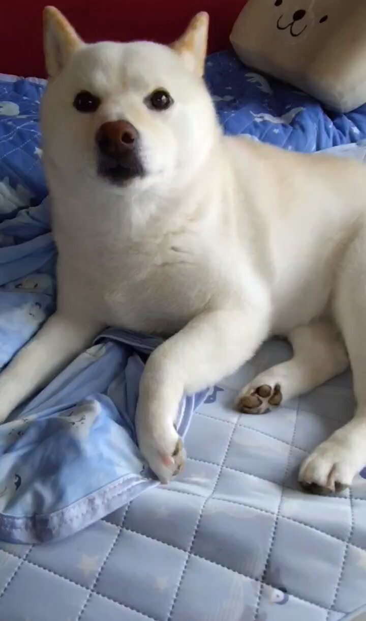 しろい犬 白柴犬はる🌸 on X: 