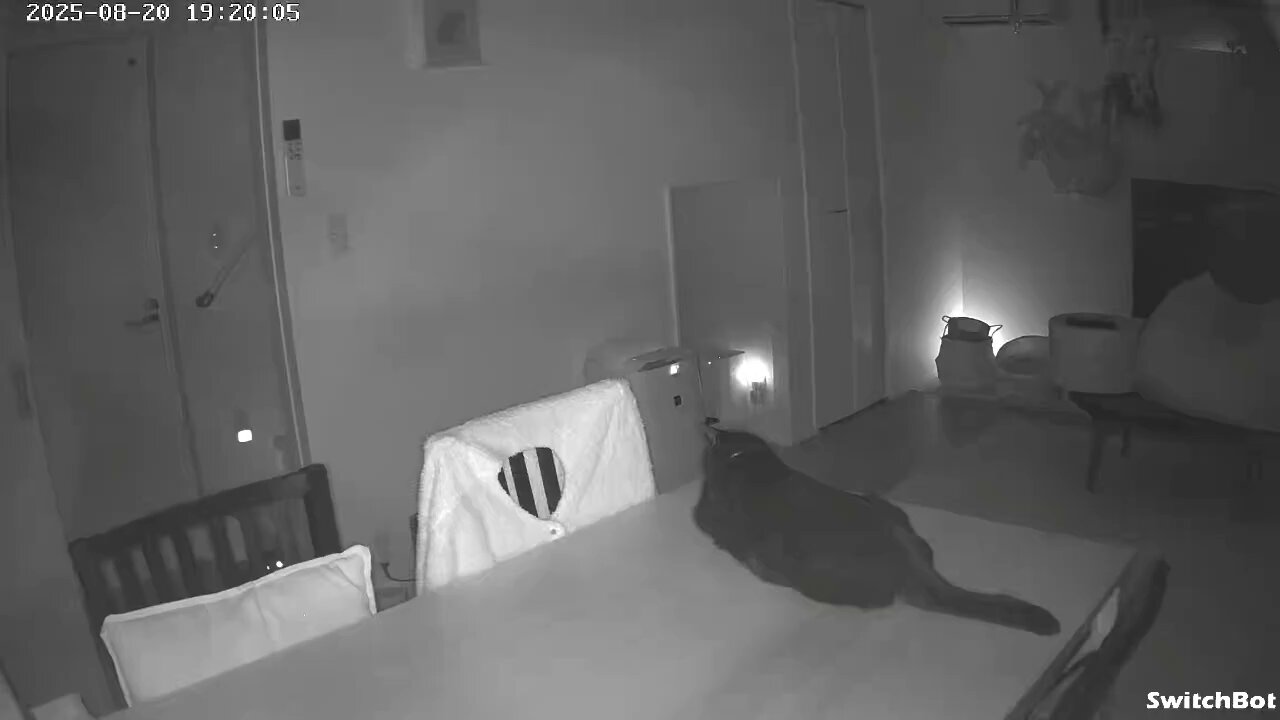 猫C 最終値下げしました！ まちゃ on X: 