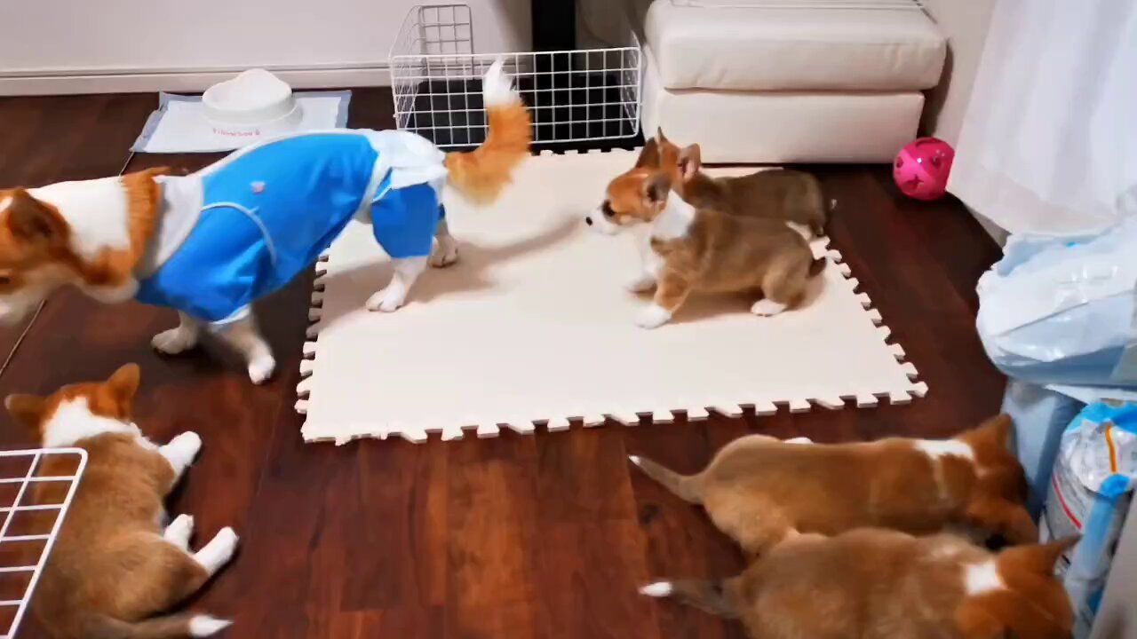 手乗りサイズのコーギーさん♪ 手乗りサイズのちびコーギーがたくさん生まれました🐶 各種宝石