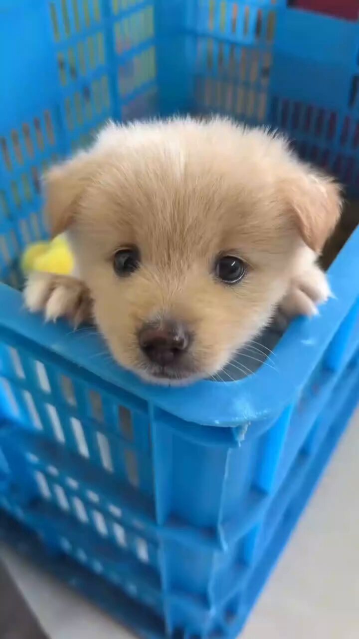 本日お値下げ❗️♥美品！アイリッシュドレスデン♪干支♪犬 　Puppy love nicoprincess2nd on X: 