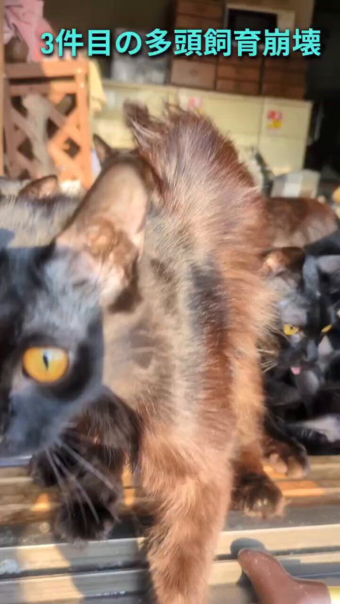 失敗される猫 Viewer discretion advised] A 20-year-old cat's condition