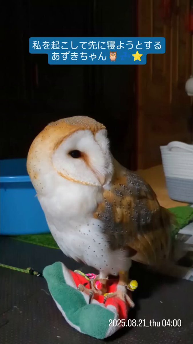 ＊恭ちゃんフクロウ君＊【メンフクロウ】＊レア HANSA（ぬいぐるみ） BH7644 メンフクロウ HANSA めんふくろう