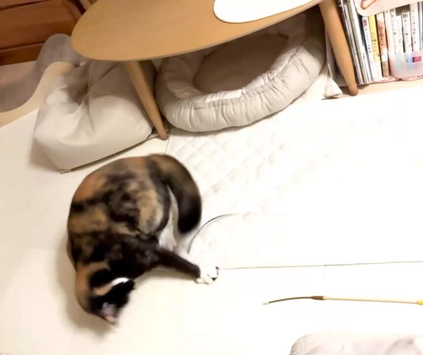 Neko娘⭐︎断捨離中　チェア Neko娘⭐︎断捨離中様専用 チェア