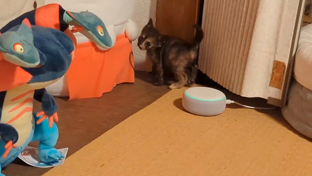 ナガモトマイ フテネコ　寅 招き猫茶筒