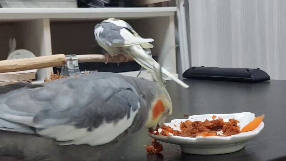 ゲームキャラクター okameinko Amazon | FX-SHYQYYMZ クリアアクリル鳥かご 複数飼い大型インコ
