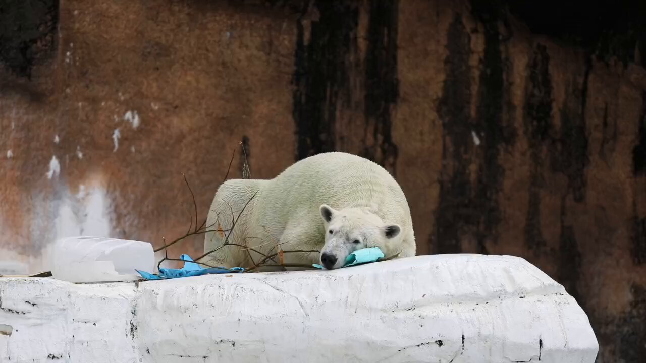  Peak - くま 円山動物園監修 北極熊ぬいぐるみ M | official station