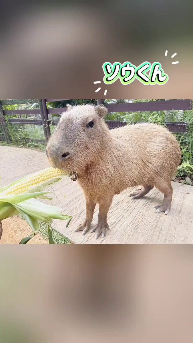 ぬいぐるみ　カピバラ　大サイズ　美らヤシパークオキナワ　東南植物楽園 ぬいぐるみ カピバラ 大サイズ 美らヤシパークオキナワ 東南植物