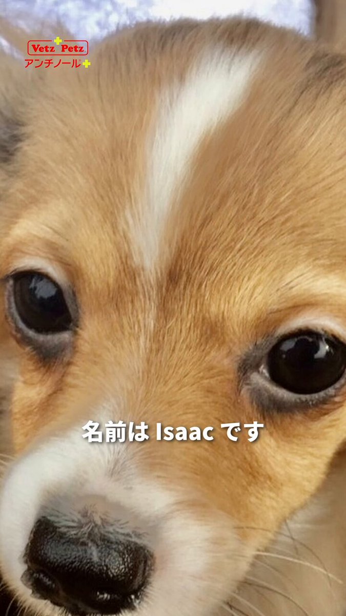 アンチノール 一箱 Amazon | 【動物病院推奨】【公式】アンチノール プラス 犬