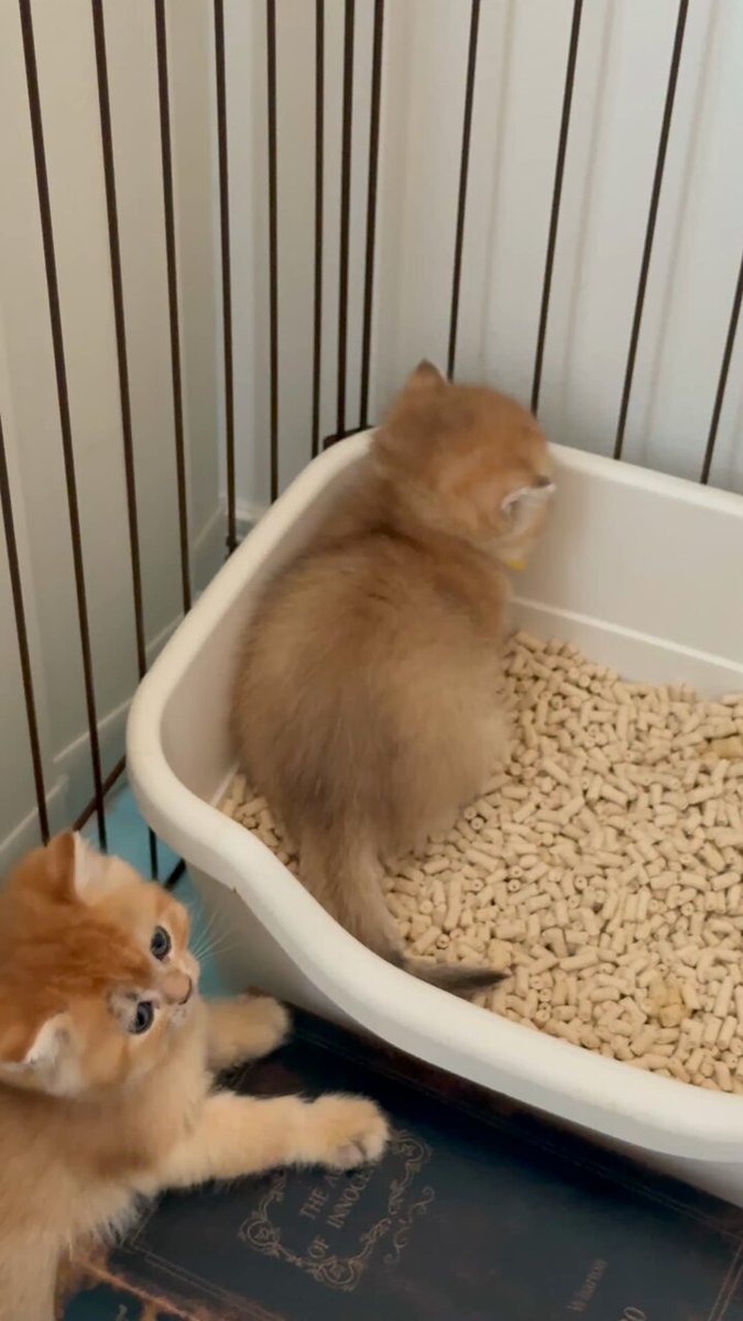 ラテネコ⭐︎ありがとうございます♡ Amazon | Shinyever 猫砂 おから 固まる 猫の砂 猫砂 流せる