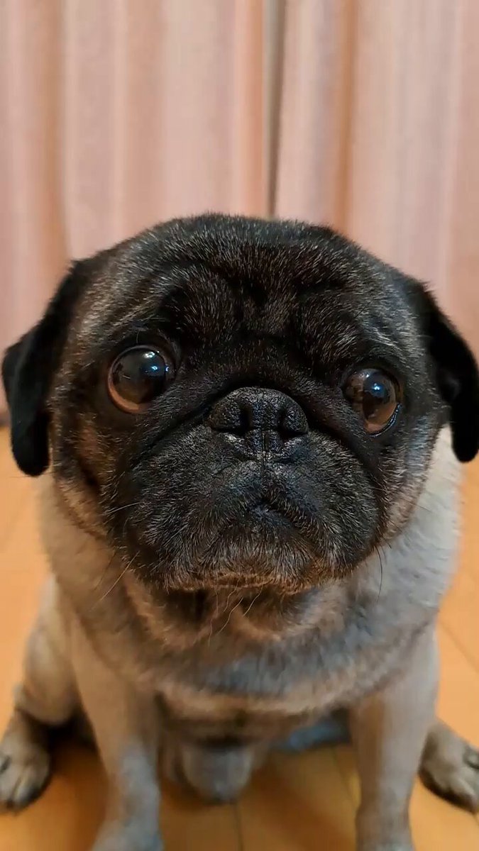 パグ様 構ってほしいまめぞう #pug #パグ #パグのいる生活 #パグスタグラム