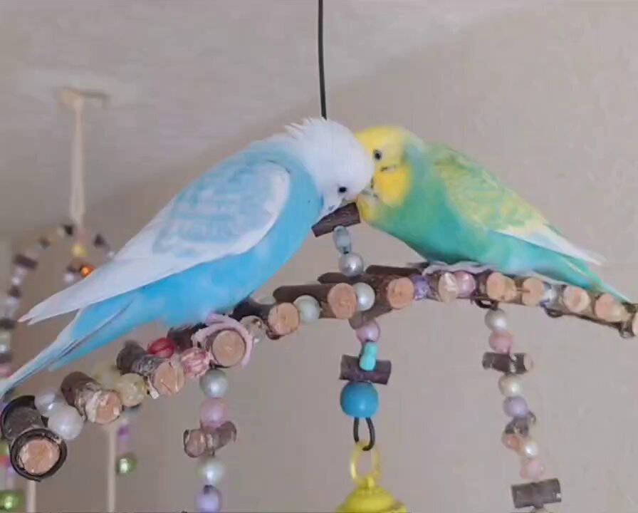 ☆スチームパンク!インコちゃんオーダーページ セキセイインコ約1/2サイズ＋おすわり | TinyBooBoo