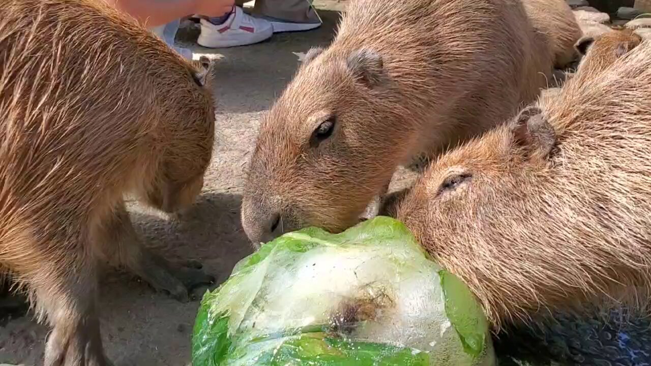 mameページ　たんぽぽ畑のイヌ　ピンクのカピバラ nao (@nao_capybara) / X