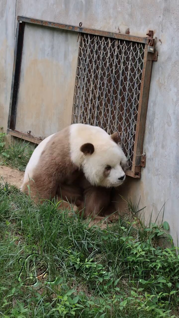 小熊猫 小熊猫| OSAKA TENNOJI ZOO, the local incorporated