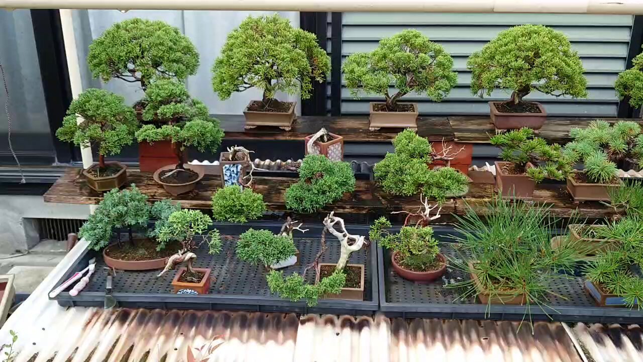 盆栽鉢　竹峰 希少】竹峰 盆栽鉢 ミニ盆栽 盆栽 鉢 盆栽小鉢 盆栽鉢 植木鉢