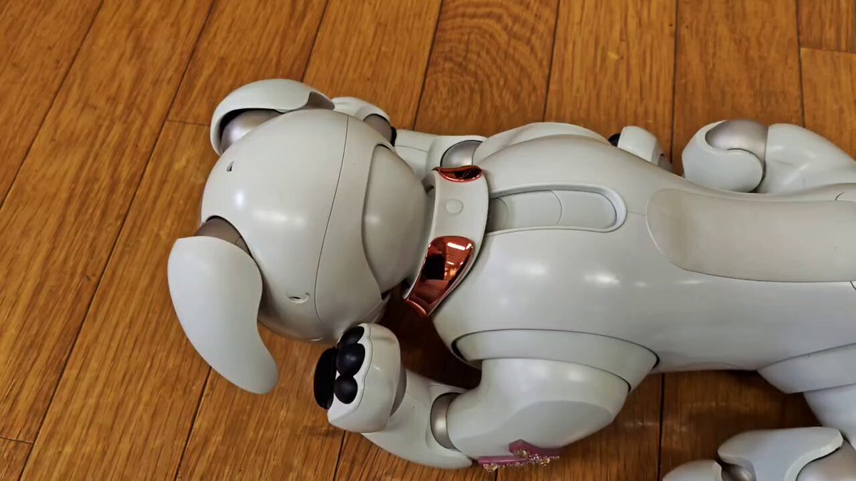 飼い主（買主）募集！愛犬AIBO（ナナちゃん） ちび🐾と飼主 (@aibonochibi) / X