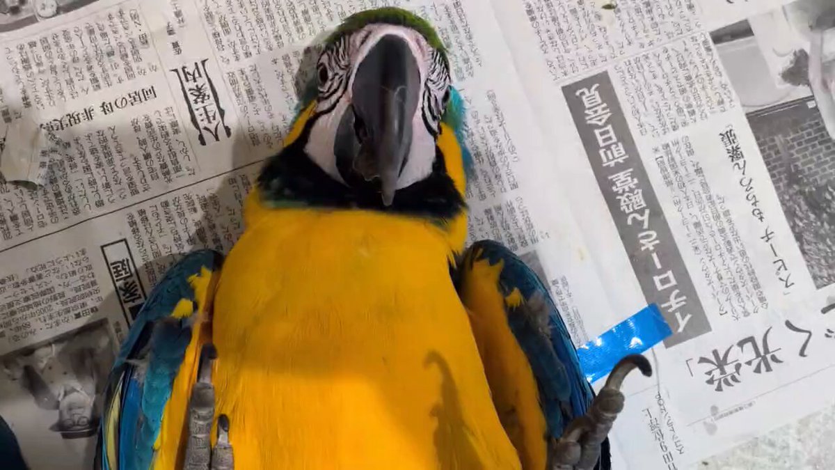 金剛インコ アカコンゴウインコ（赤金剛インコ）【かぎけんWEB】B