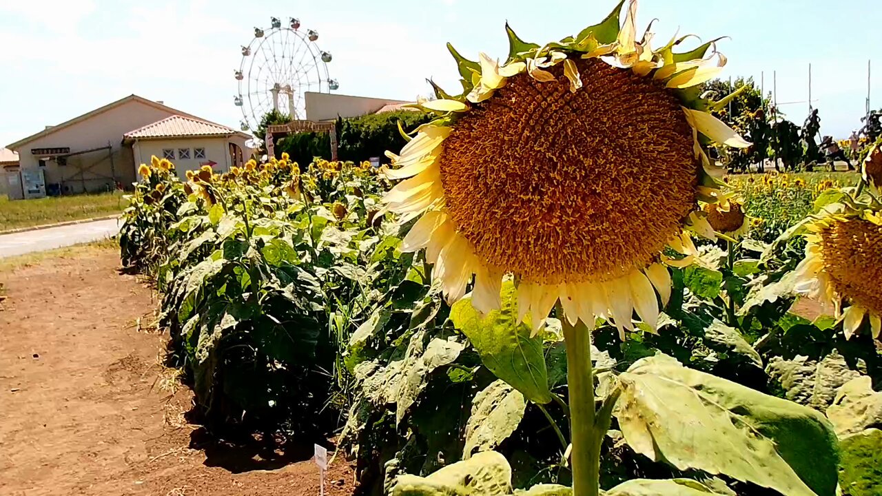 向日葵🌻 - Search / X