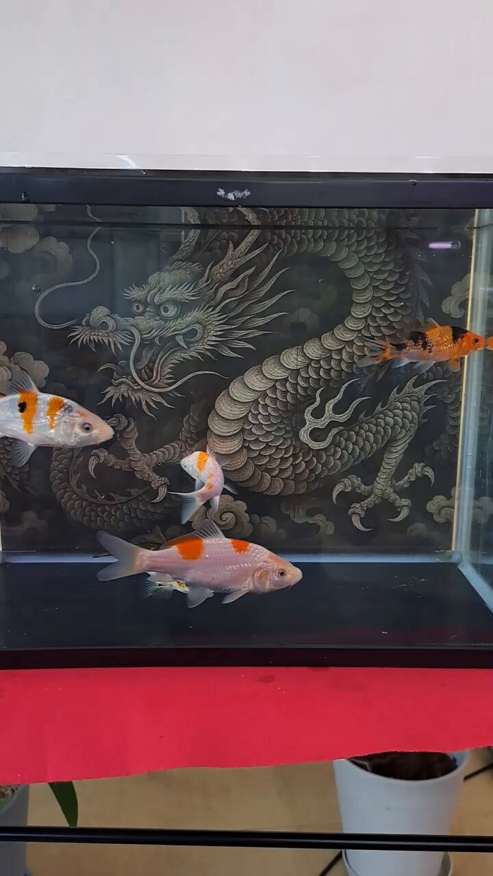 鯉 錦鯉 Mix （LL) 5匹 21〜25cm前後 錦鯉 鯉 色鯉 生体 川魚