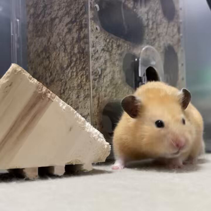 ねずこ🐹❤️ビビ🐹💛ｷﾝｸﾏﾊﾑｽﾀｰ on X: 