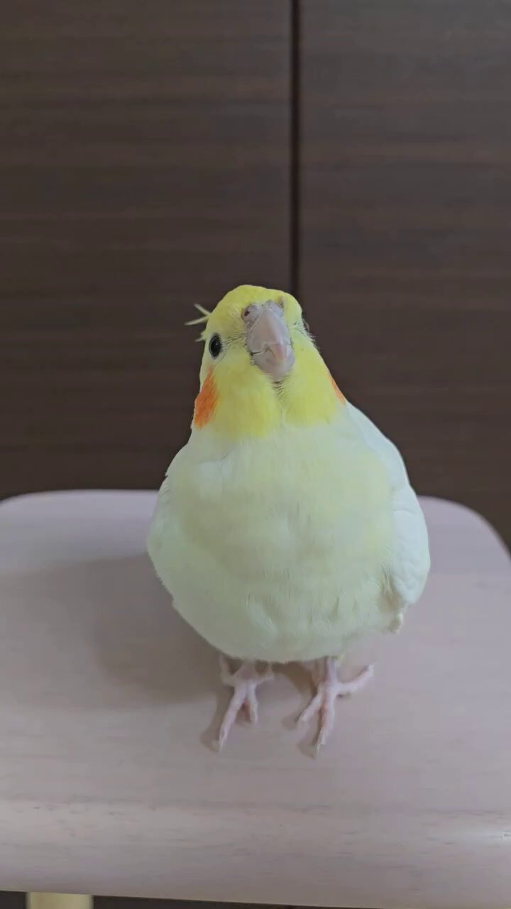 鳥好きっ！ 鳥好きっ！ 小鳥好き (@zJdDiozYvSAbOhS) / X