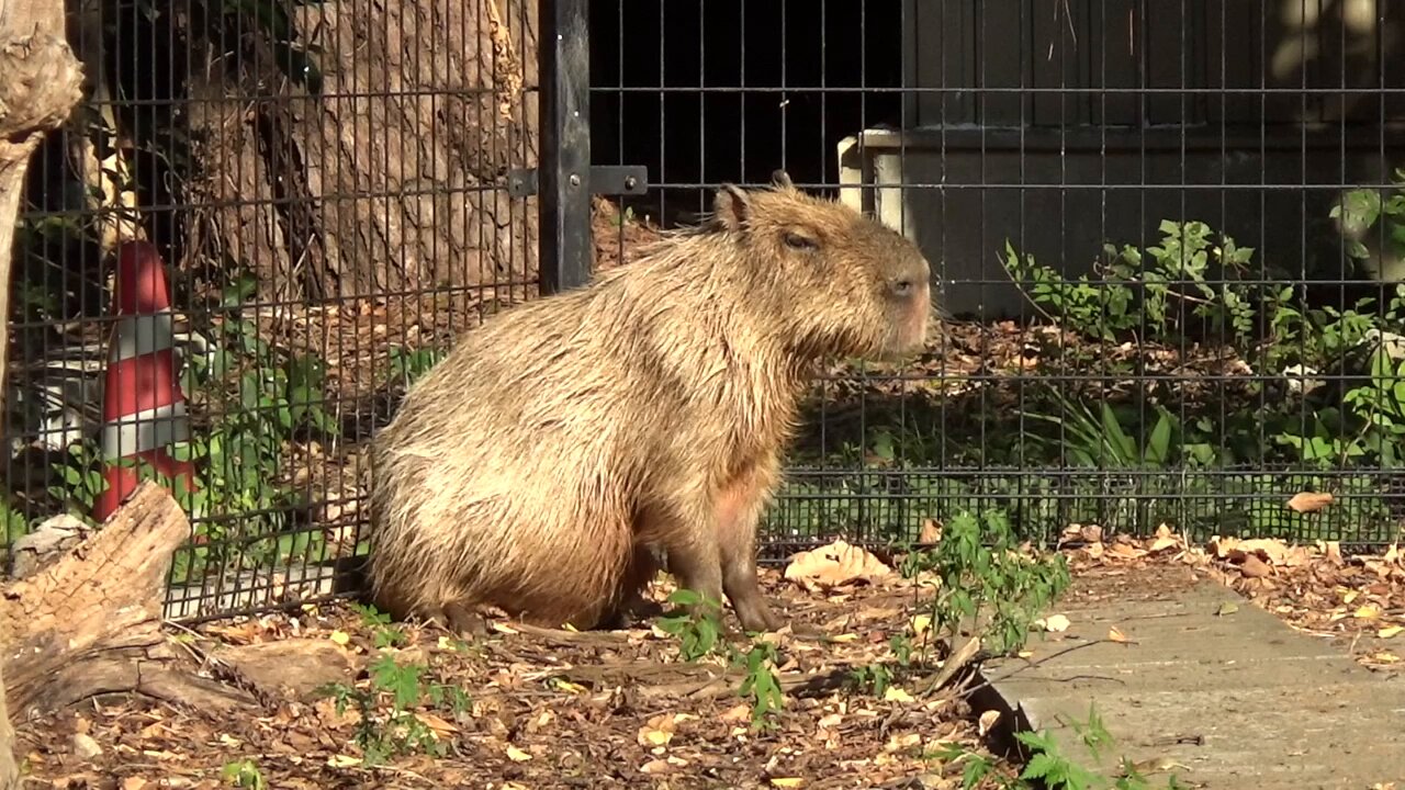 迷子のカピバラ 迷子のカピバラ Amazon.co.jp: 迷子のカピバラ : 秋月 祐一: 本