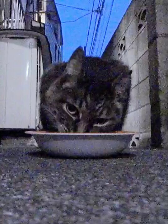 ノヴ ストイコヴィッチ on X: 