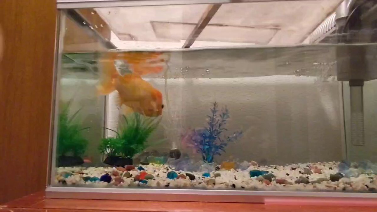きんぎょページ 商品一覧 | フルタニ金魚倶楽部
