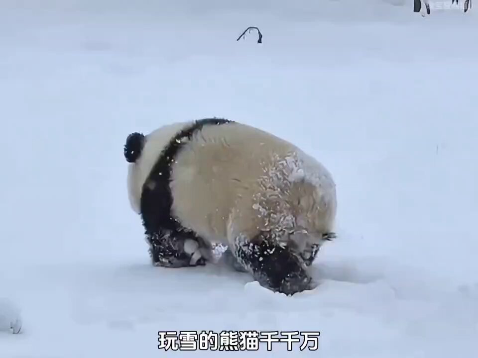 熊猫ページ 153395390-1_2048x2048_357c3412