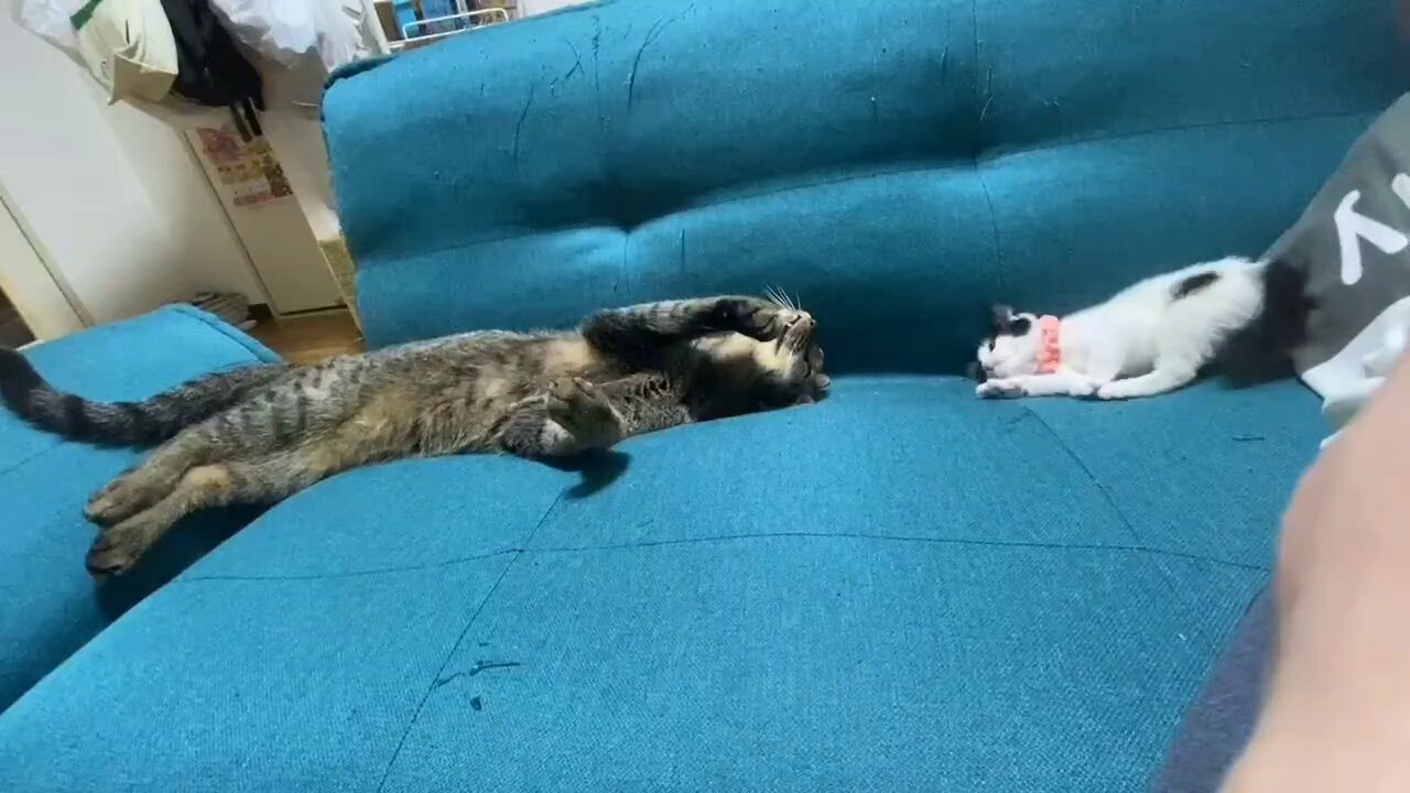ふぅさん on X: 
