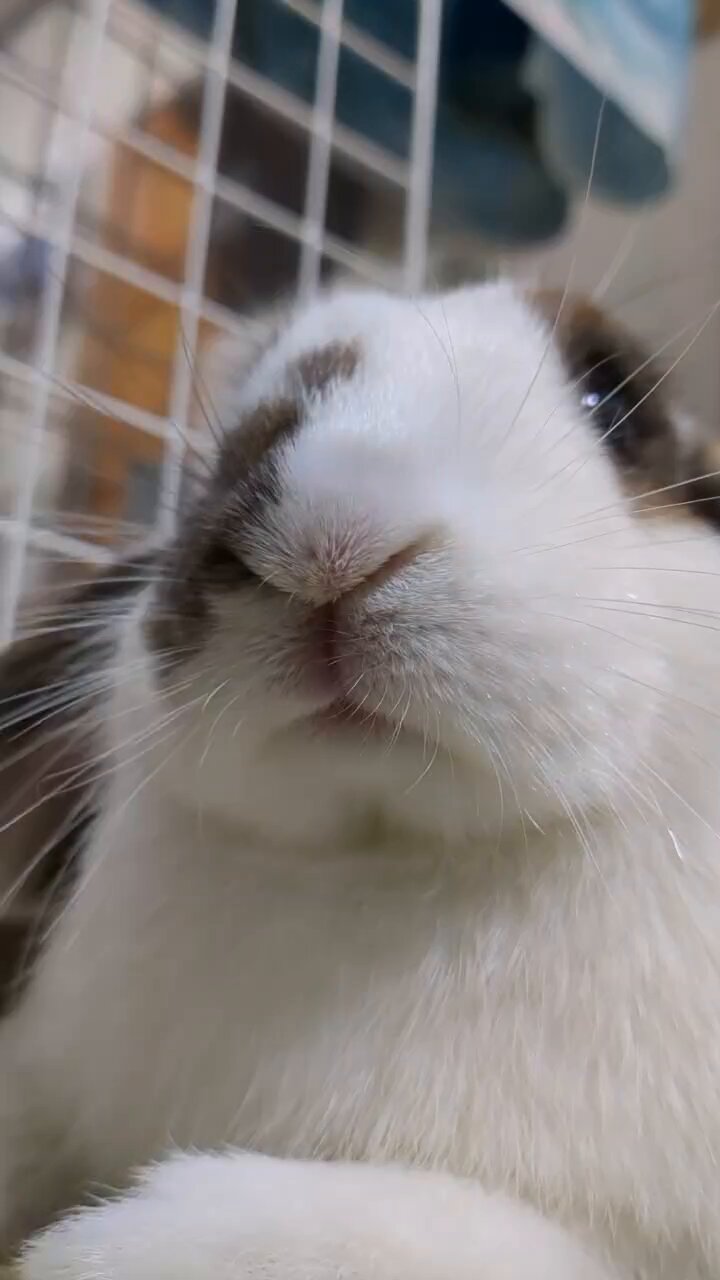 うさぎᕱ⋈ᕱページ うさぎのもね🐇🕓️ on X: 