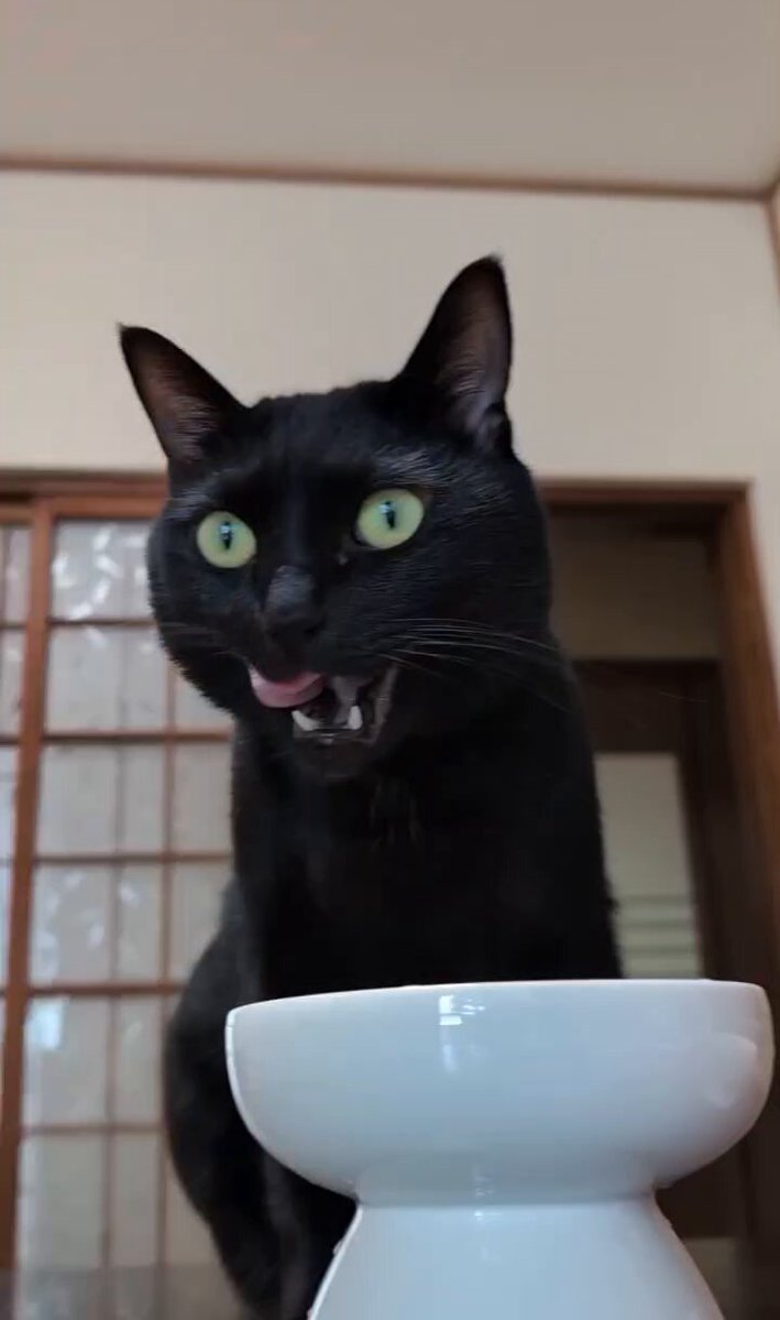 黒猫様 保護黒猫 ロコちゃん on X: 