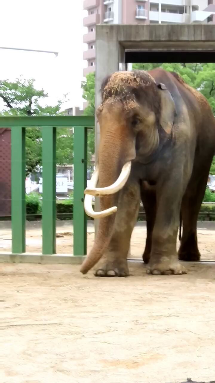 ゾウちゃんさま専用 4904810095644_77c1c200ca414dbf