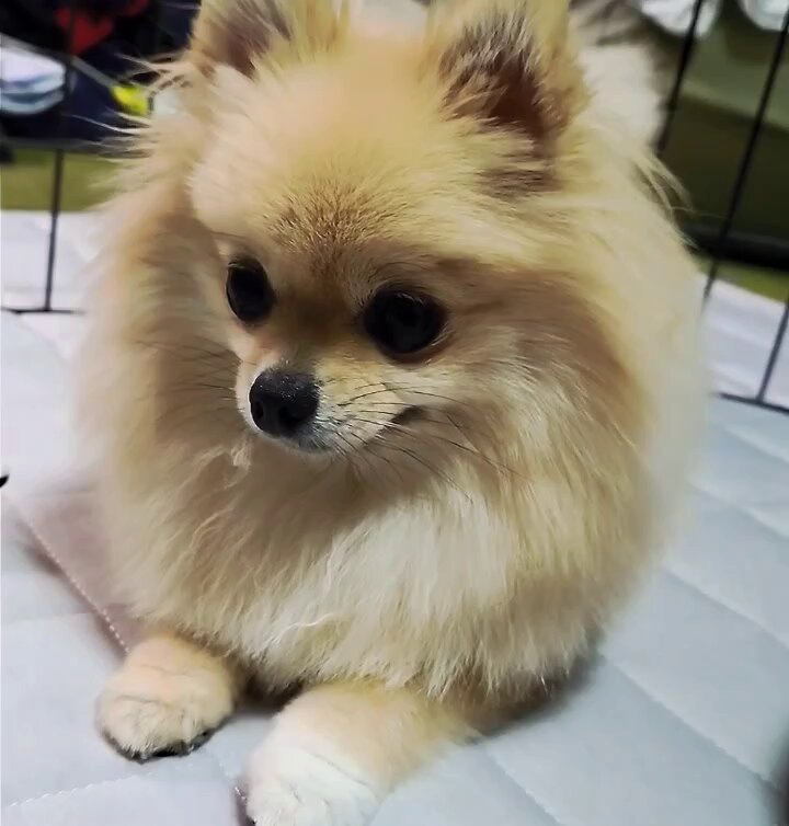 ⭐︎専用⭐︎ ポメラニアンの足様 足踏はるちゃん - البحث / X