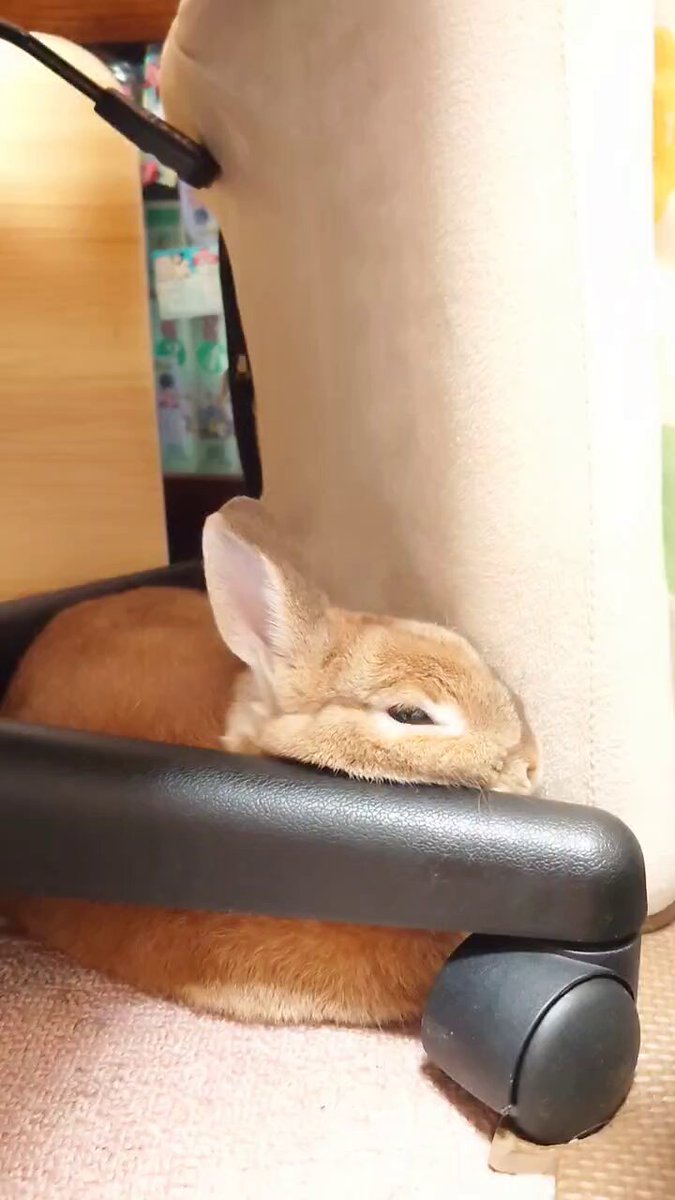 うさぎ_(・×・_∪⌒)ο うさぎのうい🐰 on X: 