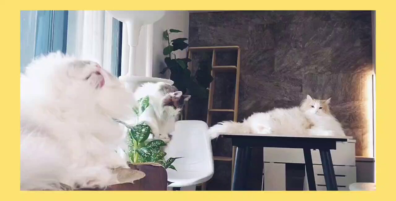 ネコクラゲ様(一つにまとめました！) 猫用 毛糸のくらげのおもちゃ KURAGE 2個セット ランダム色