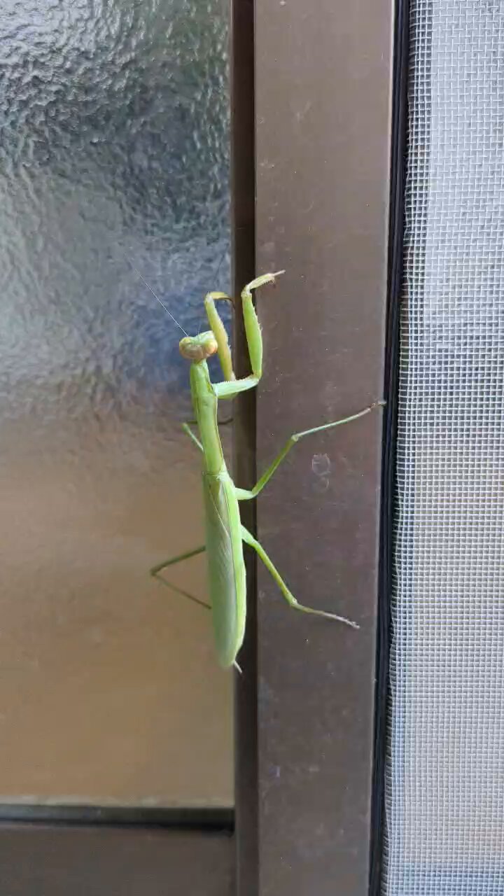 カマキリ Amazon.co.jp: マオウカレハカマキリ Parablepharis kuhlii