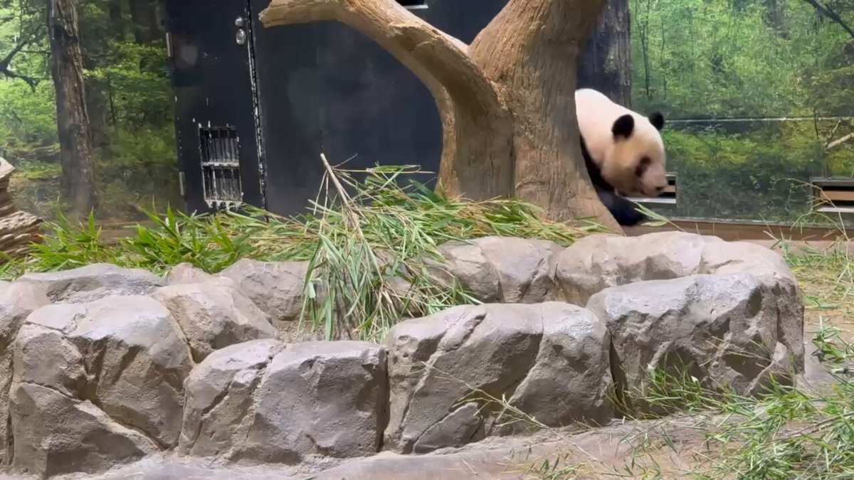 会議中のパンダ 2024年生まれの25頭のパンダをお披露目 中国・四川省 | TBS