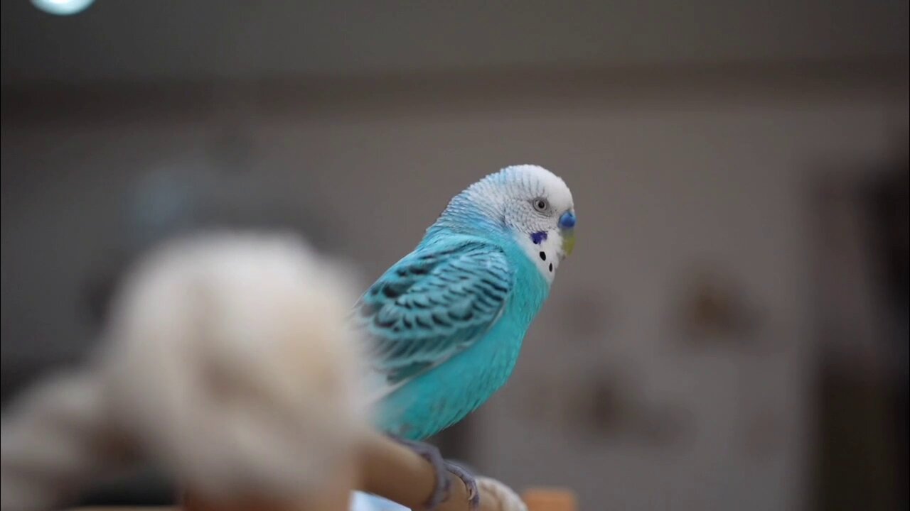 hiro　　アネモネ、信長、インコ ねむい〜💭 瞼がぁ〜🐥💜💭 𓂃𓈒໒꒱‪𓏸 #インコのリアラ‬