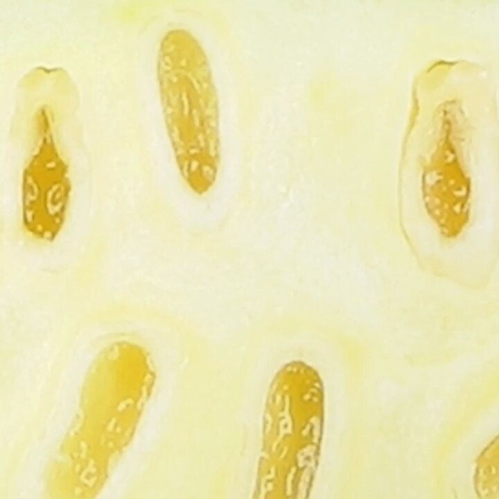 「便利野菜決定戦決勝」 Grand Sumo September Tournament: Futagoyama Stable Wrestlers