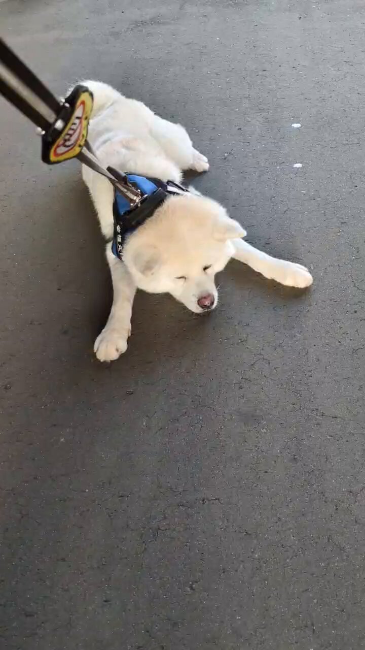 秋田犬 福丸 on X: 
