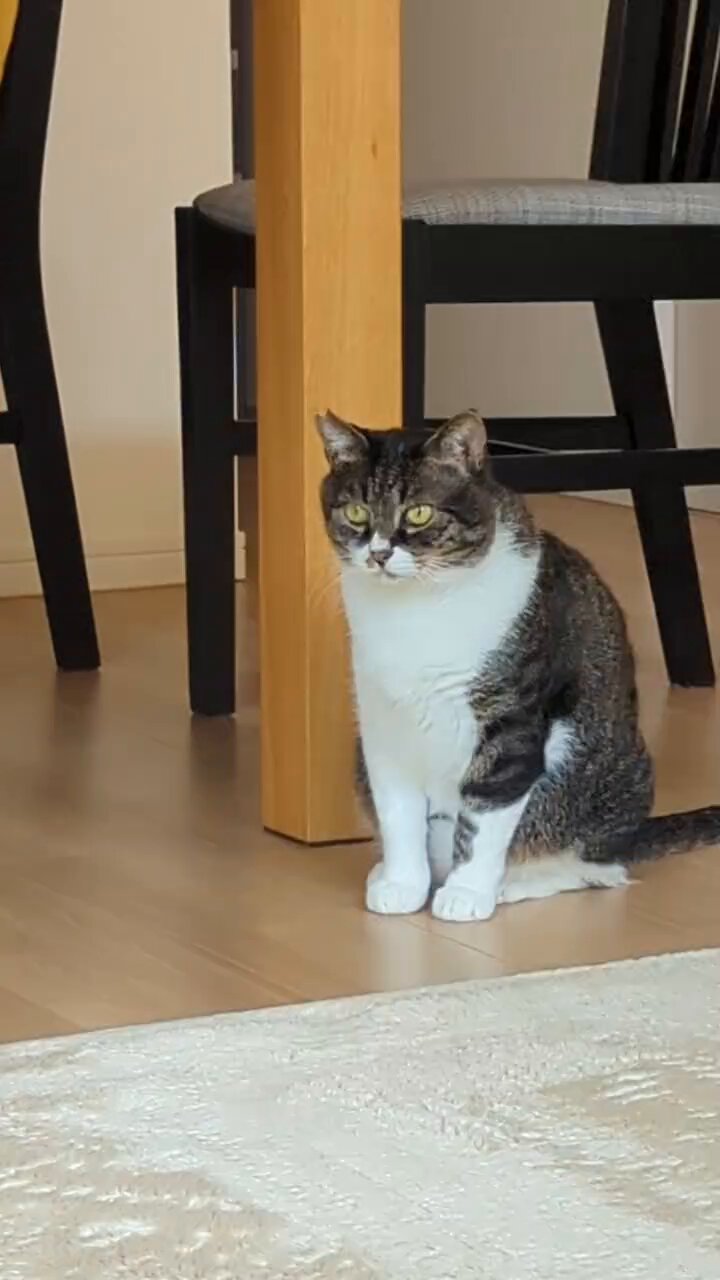 猫 百円 on X: 