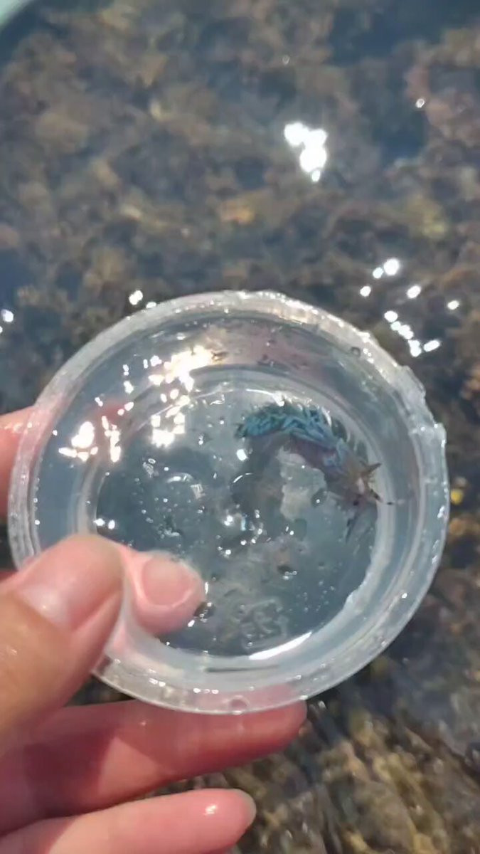 生物　閲覧用 動物撃退器 防犯 害獣 アラーム ソーラー式 人感センサー 赤外線