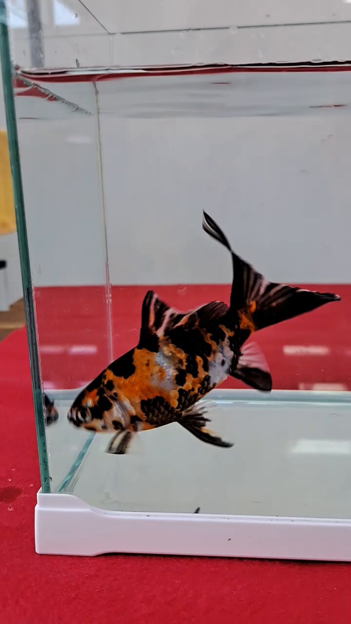 ネコママさま❤️専用きんがくまちけさかな 楽天市場】金魚 小銭入れ 財布 がま口 和柄 がま口財布 かわいい