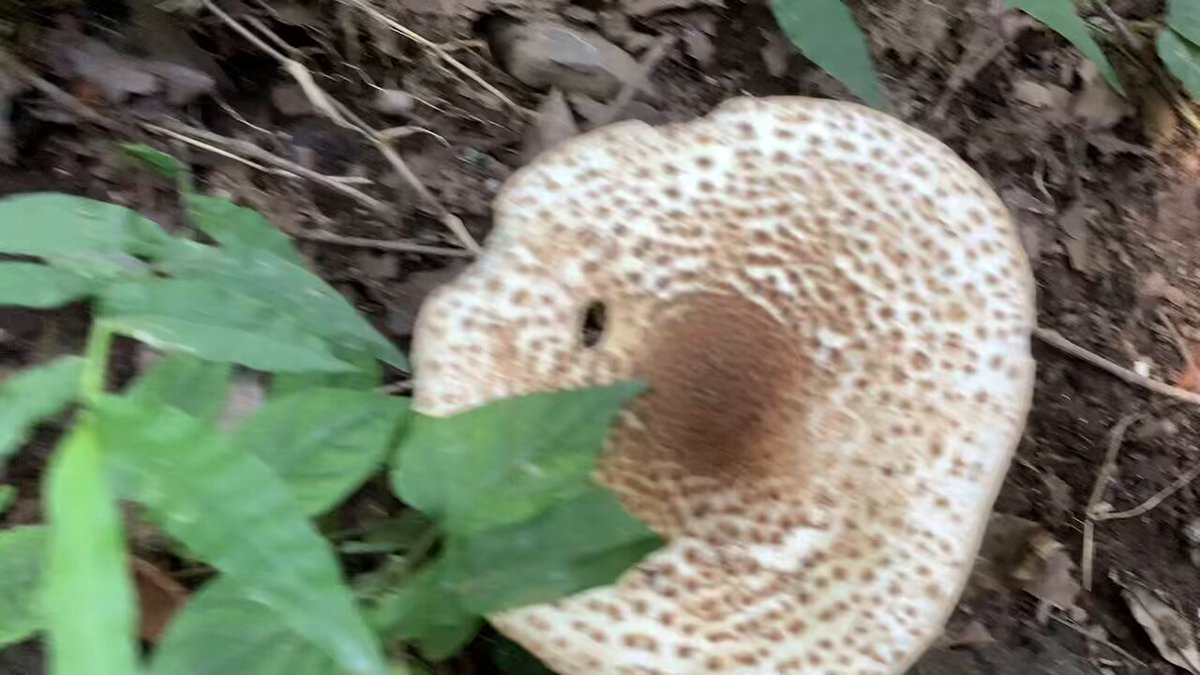 yoshidakengoman on X